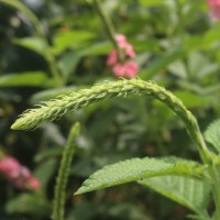 Stachytarpheta mutabilis (Jacq.) Vahl